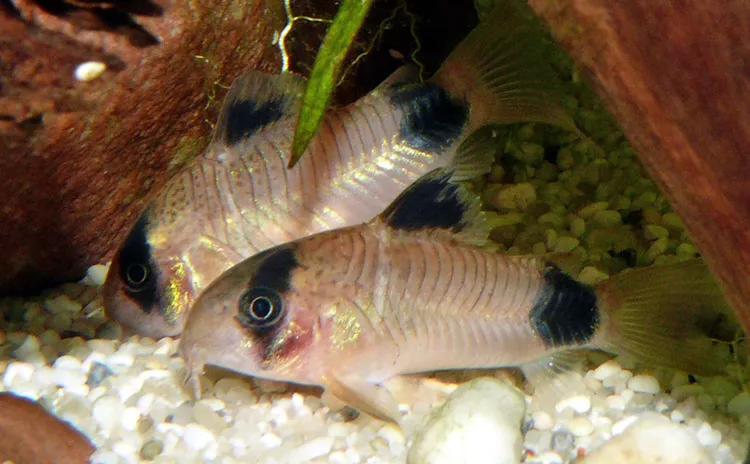 Panda Cory